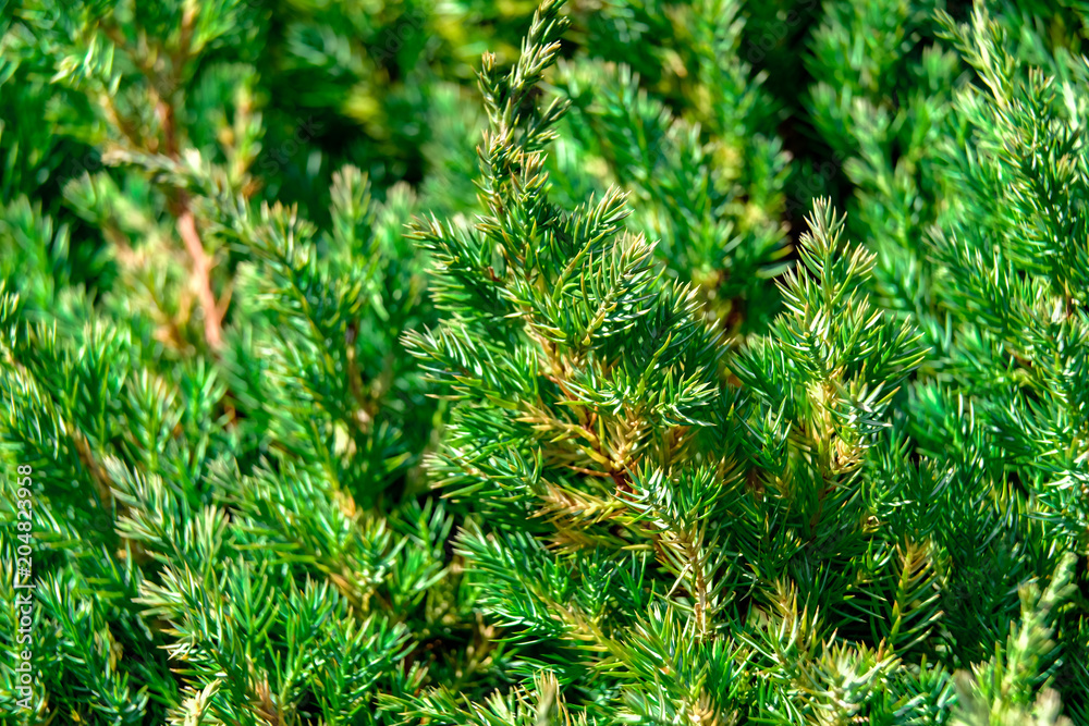 Branch of a fir close-up in the park