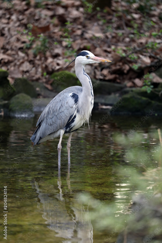 Grey Heron portrait Grey Heron portrait