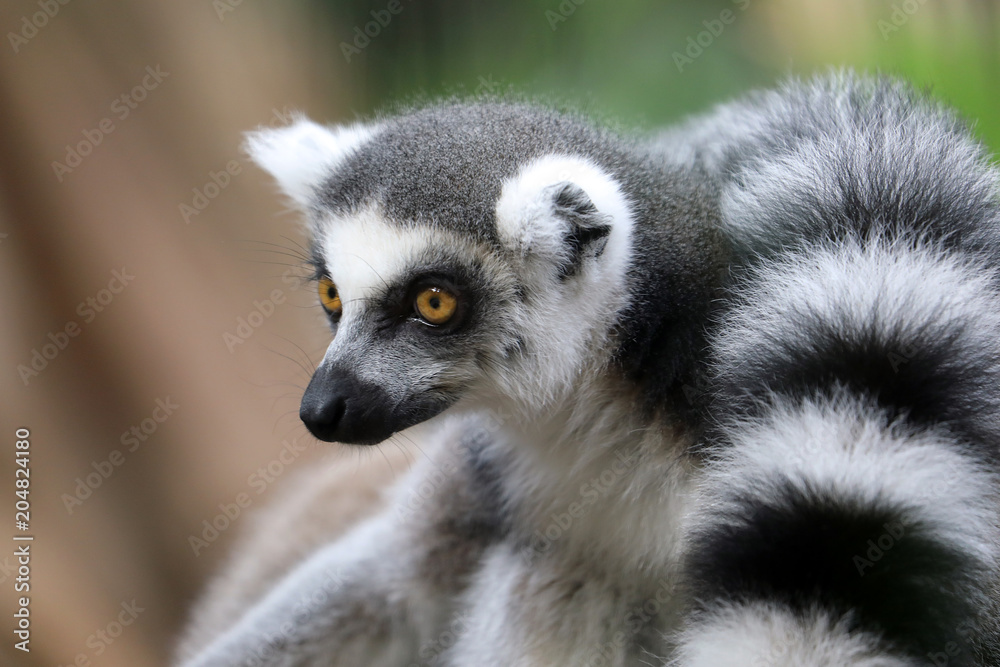 Obraz premium Ring Tailed Lemur