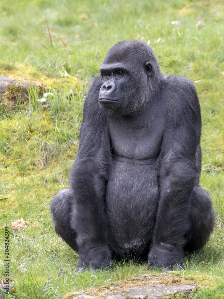 Young male gorilla