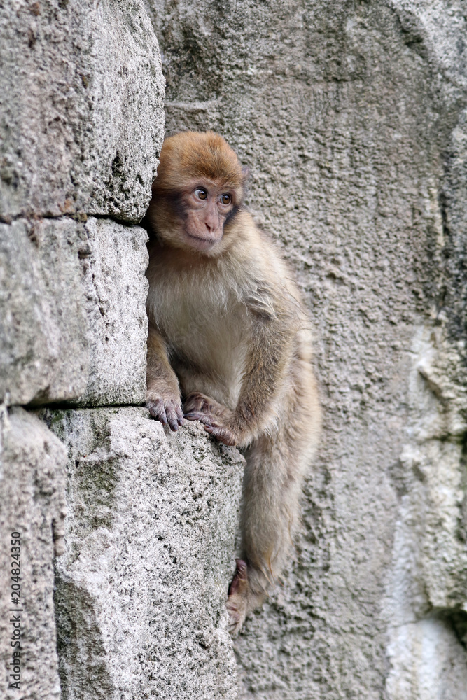 A Barbary Monkey A Barbary Monkey