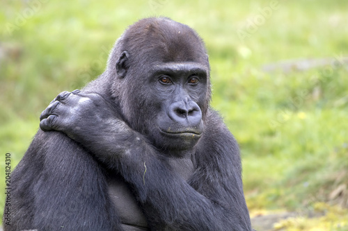 Young male gorilla © Edwin Butter