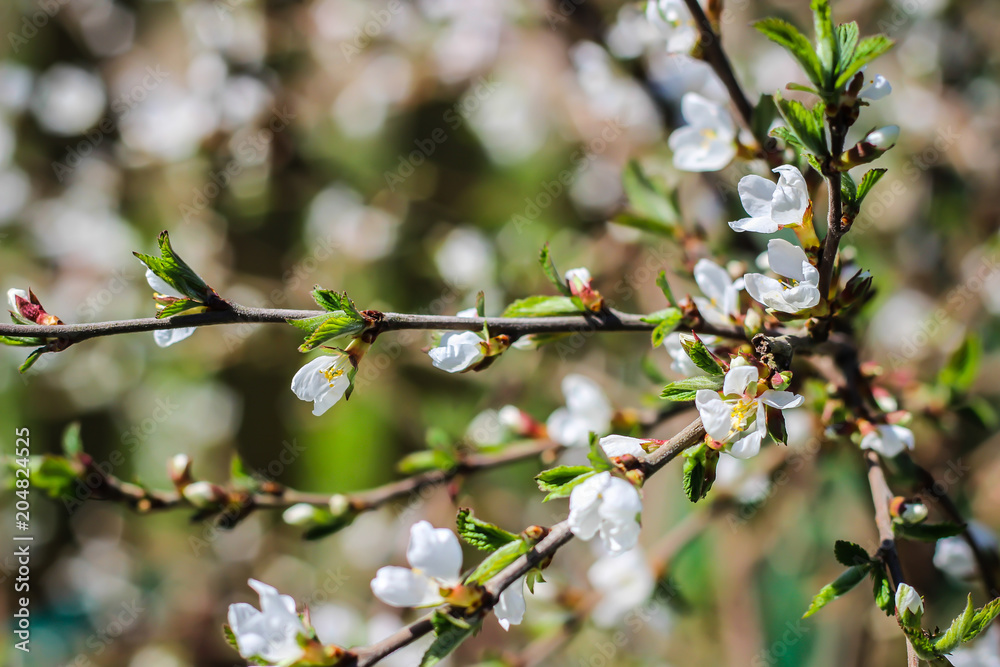 cherry blossoms spring cherry blossoms spring