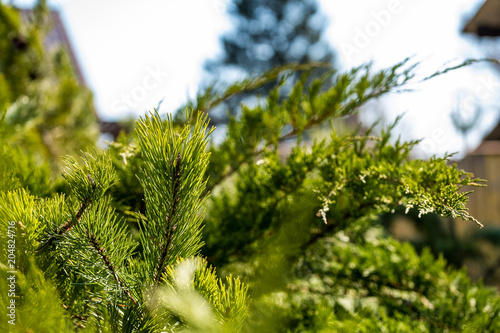 Branch of a fir close-up in the park