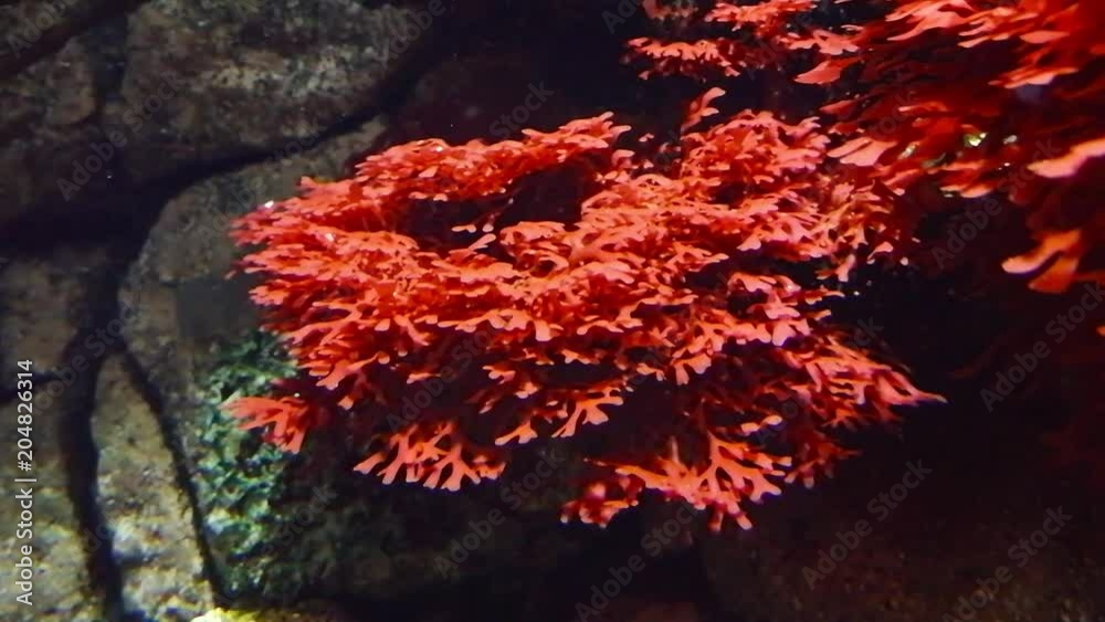 Detalhe de corais vermelhos no oceanário de Lisboa