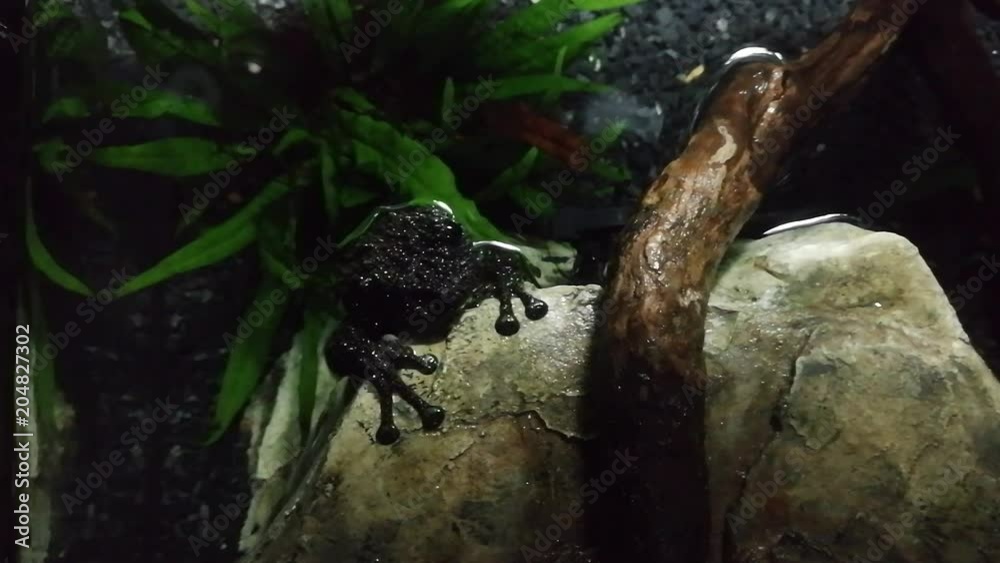 Sapo negro