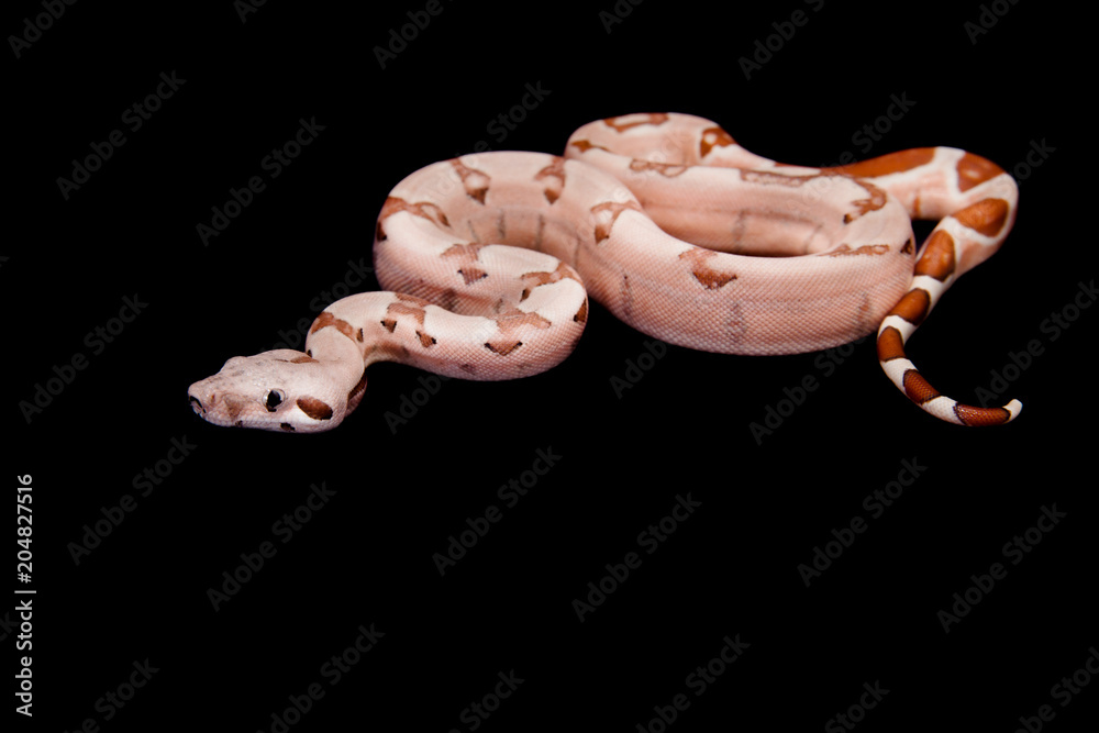 Obraz premium The common boa on black background