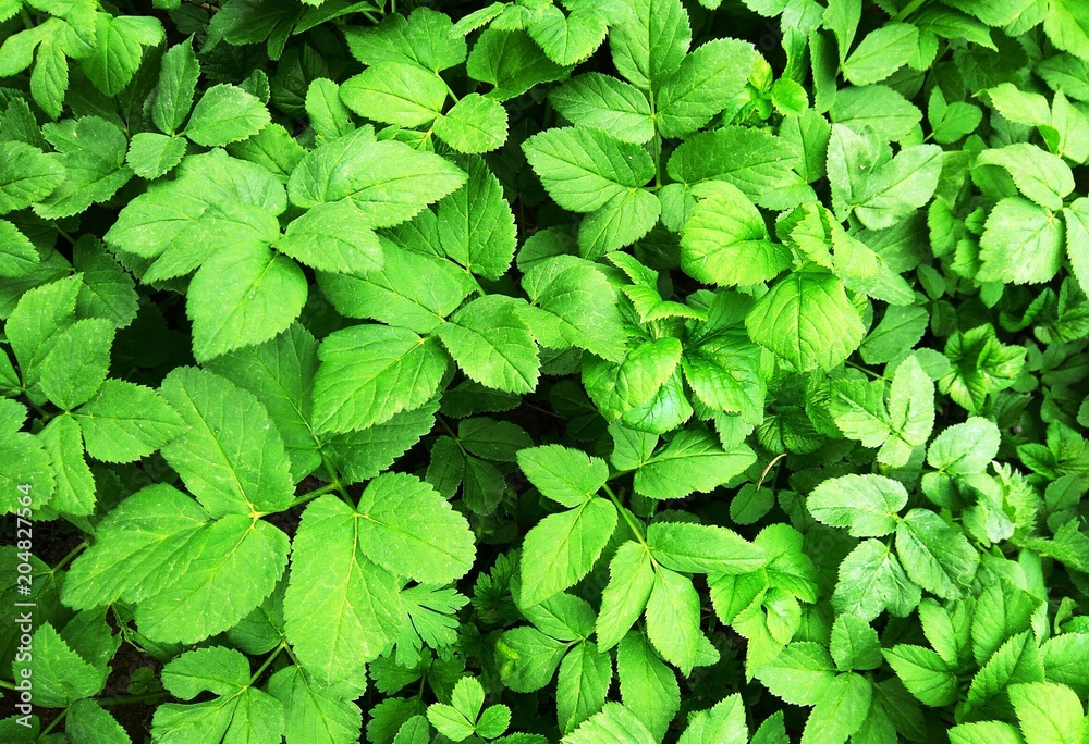 green