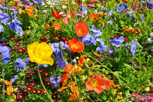 Field of colorful flowers