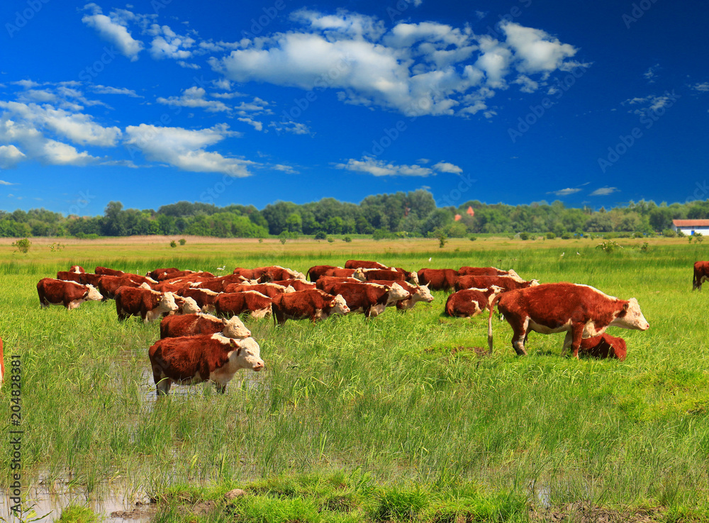 A group of Hereford cows being rounded up for branding A group of Hereford cows being rounded up for branding