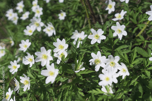 Flower Anemone nemorosa