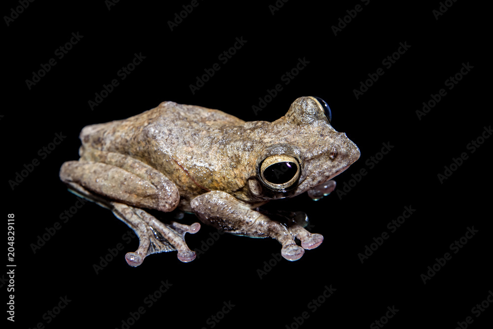Obraz premium Annam flying frog, Rhacophorus annamensis, on black
