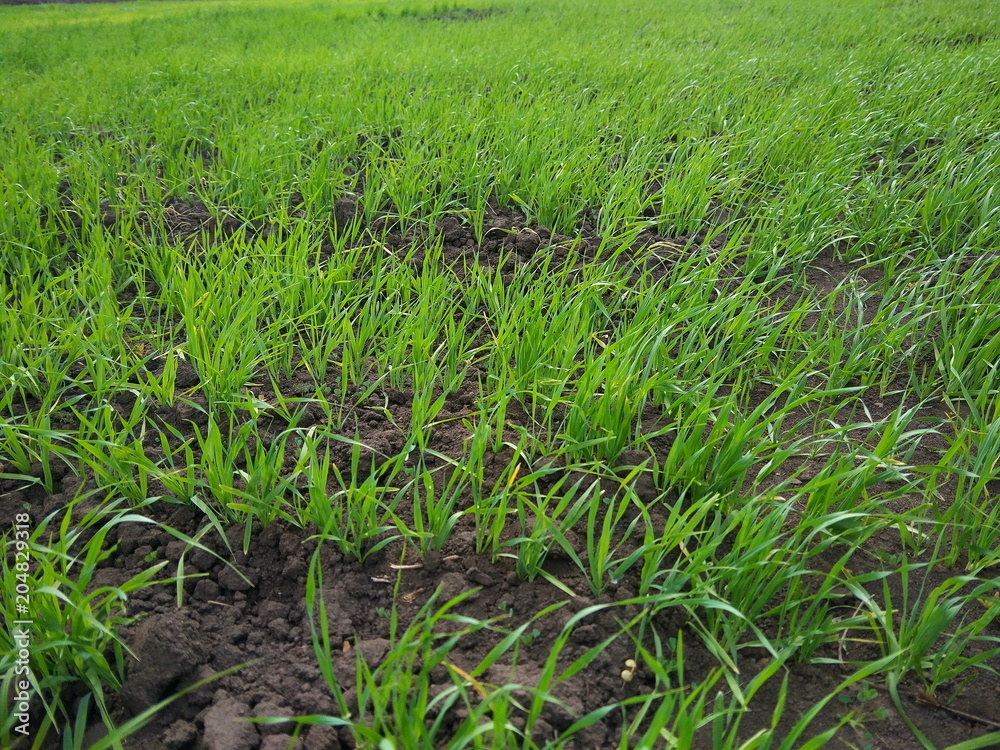 Field with green grass, young barley, grass sprouts on dark land, agriculture Field with green grass, young barley, grass sprouts on dark land, agriculture