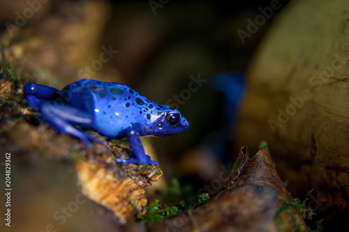 Blue Poison dart frog, Dendrobates tinctorius Azureus