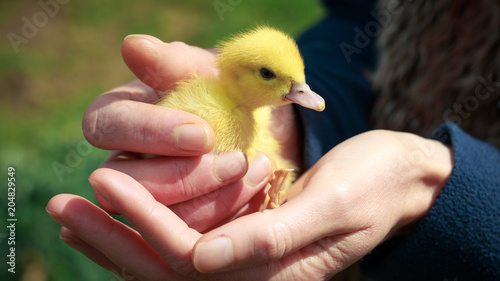 Newborn cute duckling