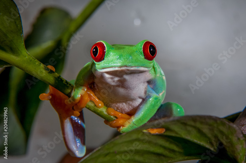 Beautiful red eyed tree frog