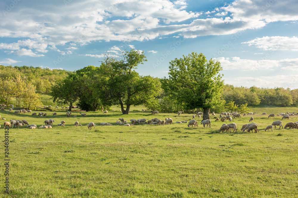 Fototapeta premium Sheep and goats graze on green grass in spring 