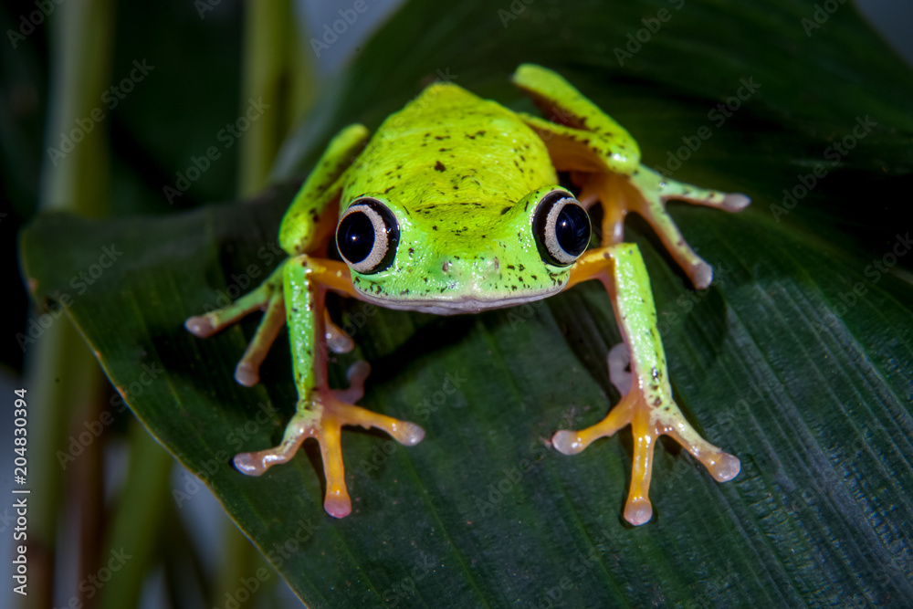 Lemur leaf frog Lemur leaf frog