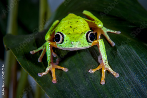 Lemur leaf frog