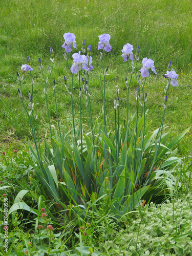 Fototapeta Naklejka Na Ścianę i Meble -  Iris: Wilde Schwertlilien auf der Wiese