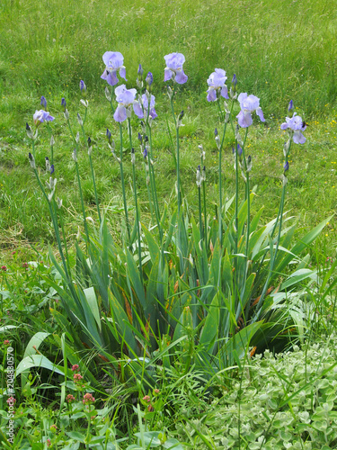 Fototapeta Naklejka Na Ścianę i Meble -  Iris: Wilde Schwertlilien auf der Wiese