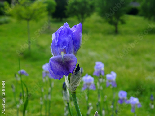 Fototapeta Naklejka Na Ścianę i Meble -  Iris: Wilde Schwertlilien auf der Wiese