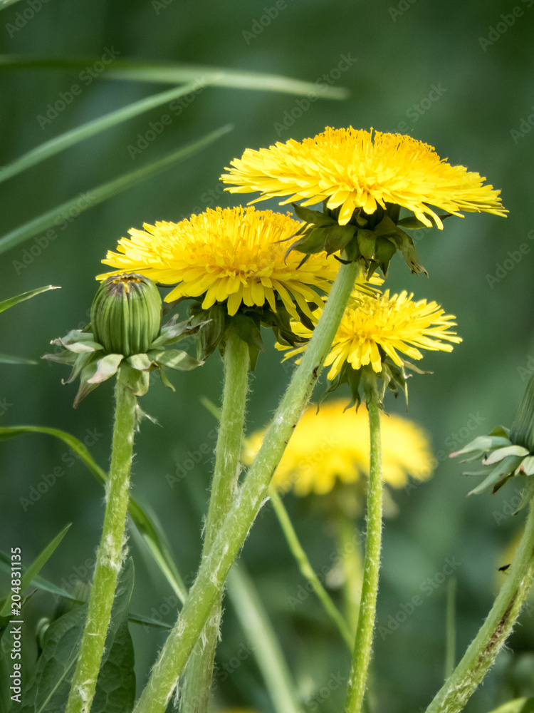 Naklejka premium Beautiful yellow dandelion flower among the greens