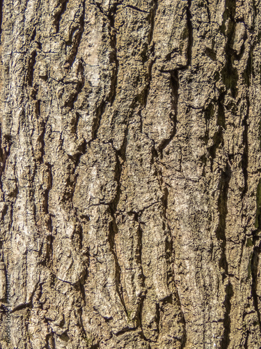 Tree bark texture background.