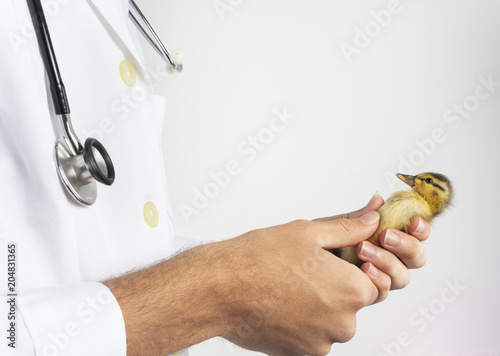 Medicina veterinaria