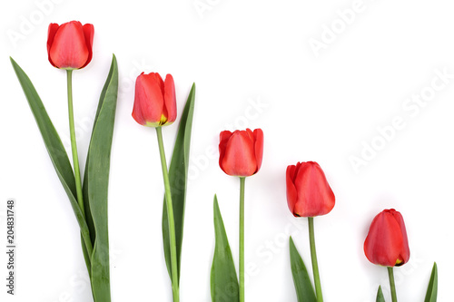 Beautiful red tulips on white background with copy space for text. Top view, flat lay