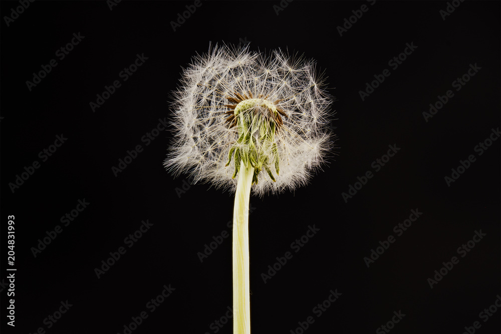 Close-up of dandelion on the black background