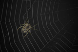 Spider sits on a web of black background, macro