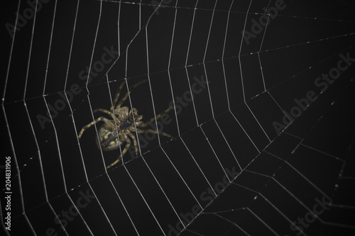 Spider sits on a web of black background, macro