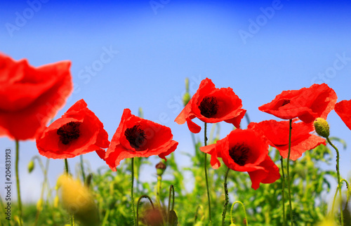 Field of poppies