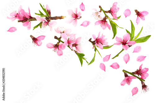 Cherry blossom, sakura flowers isolated on white background with copy space for your text. Top view. Flat lay pattern © kolesnikovserg