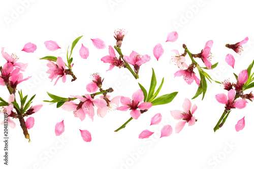 Cherry blossom, sakura flowers isolated on white background with copy space for your text. Top view. Flat lay pattern © kolesnikovserg