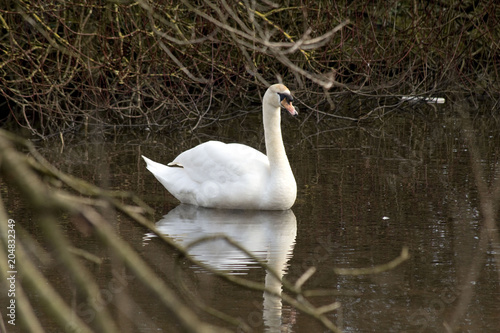 Swan in Kiltonga Nature Reserve