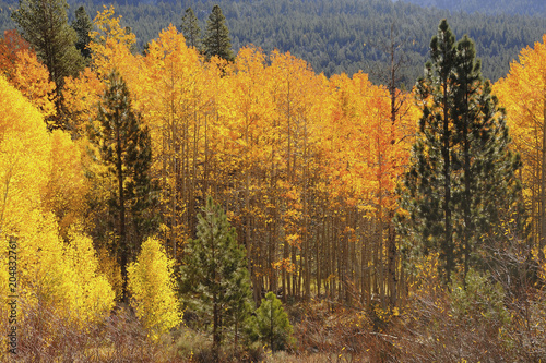 Fall foliage colors mark the shift in seasons in the Sierra Nevada Mountains.