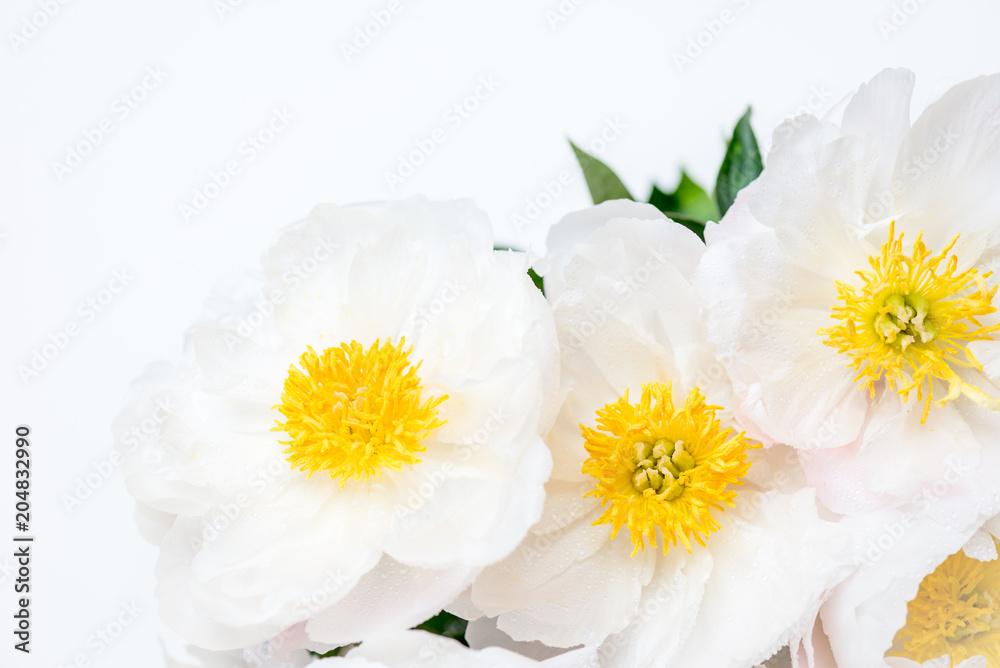 Fototapeta premium Beautiful bouquet of white Chinese peonies