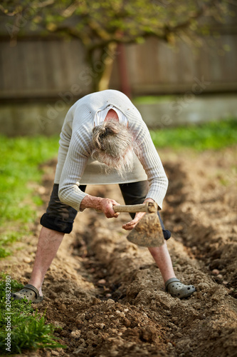 Old farmer lady planting potatoes