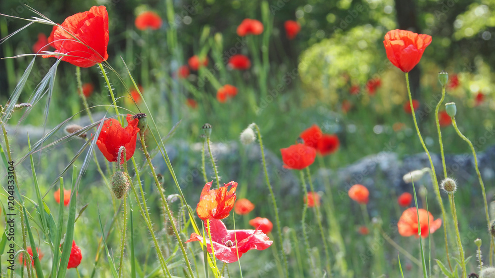 Obraz premium Blühende Mohnblumen am Feldrand