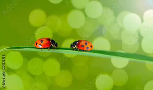 ladybug on green branches in the jungle © oktay