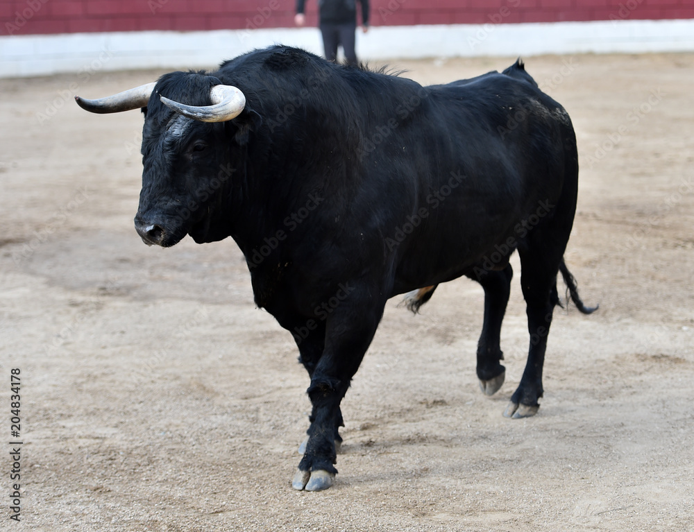 toro toro