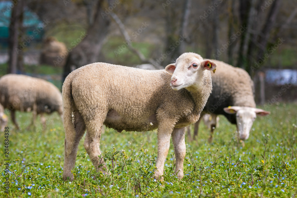 Sheep on the field