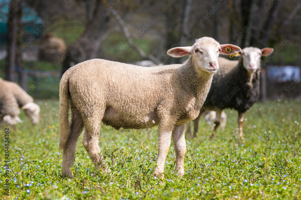Fototapeta premium Sheep on the field