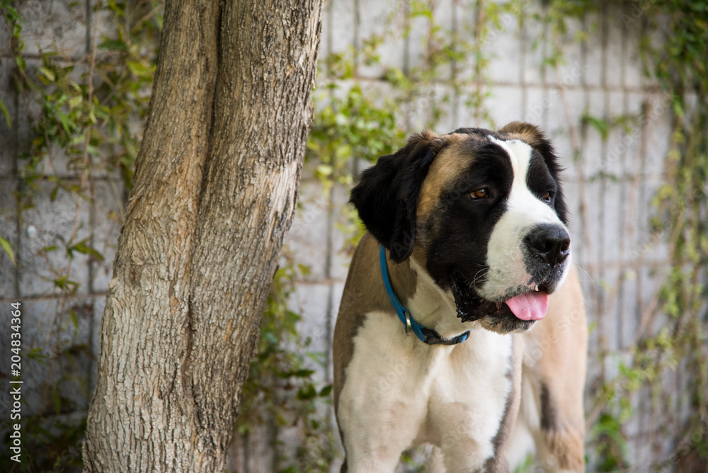 St. Bernard Dog Standing By A Tree St. Bernard Dog Standing By A Tree