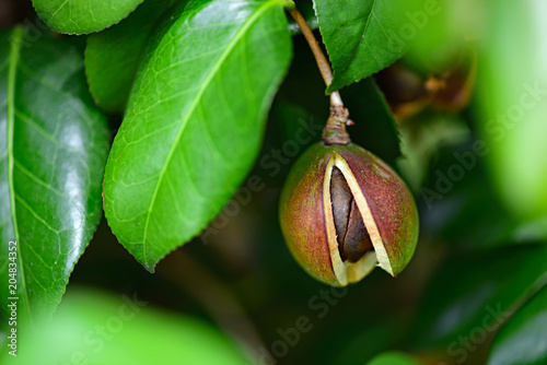 椿の実 / Camellia seeds