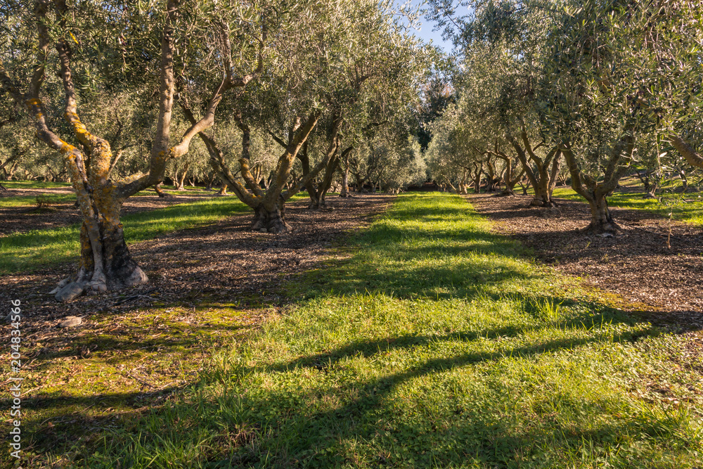 olive grove with mature olive trees in autumn olive grove with mature olive trees in autumn