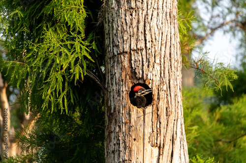 Baby pileated woodpecker chick Hylatomus pileatus peeks out of its nest photo