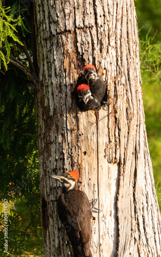 Adult pileated woodpecker Hylatomus pileatus feeds its chick photo